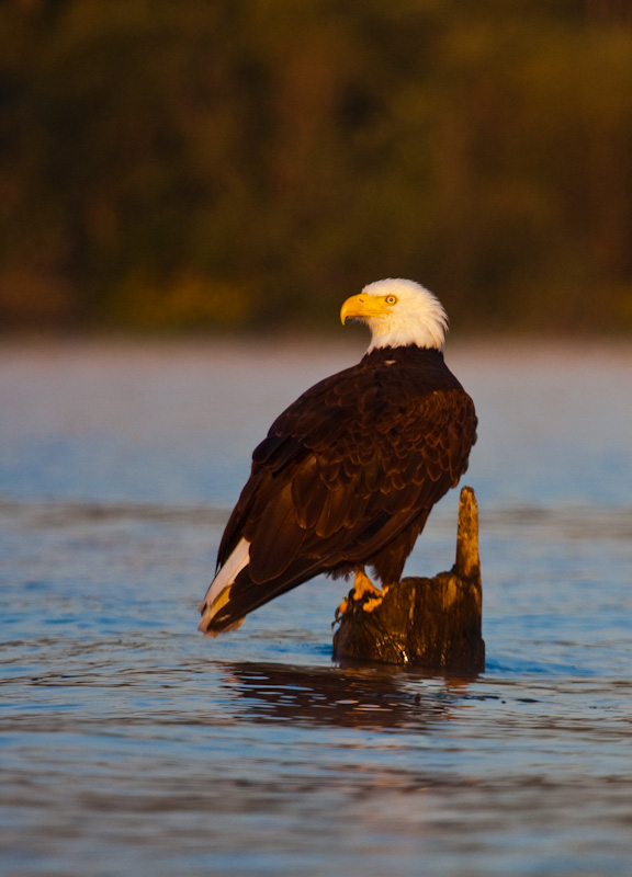 Bald Eagle